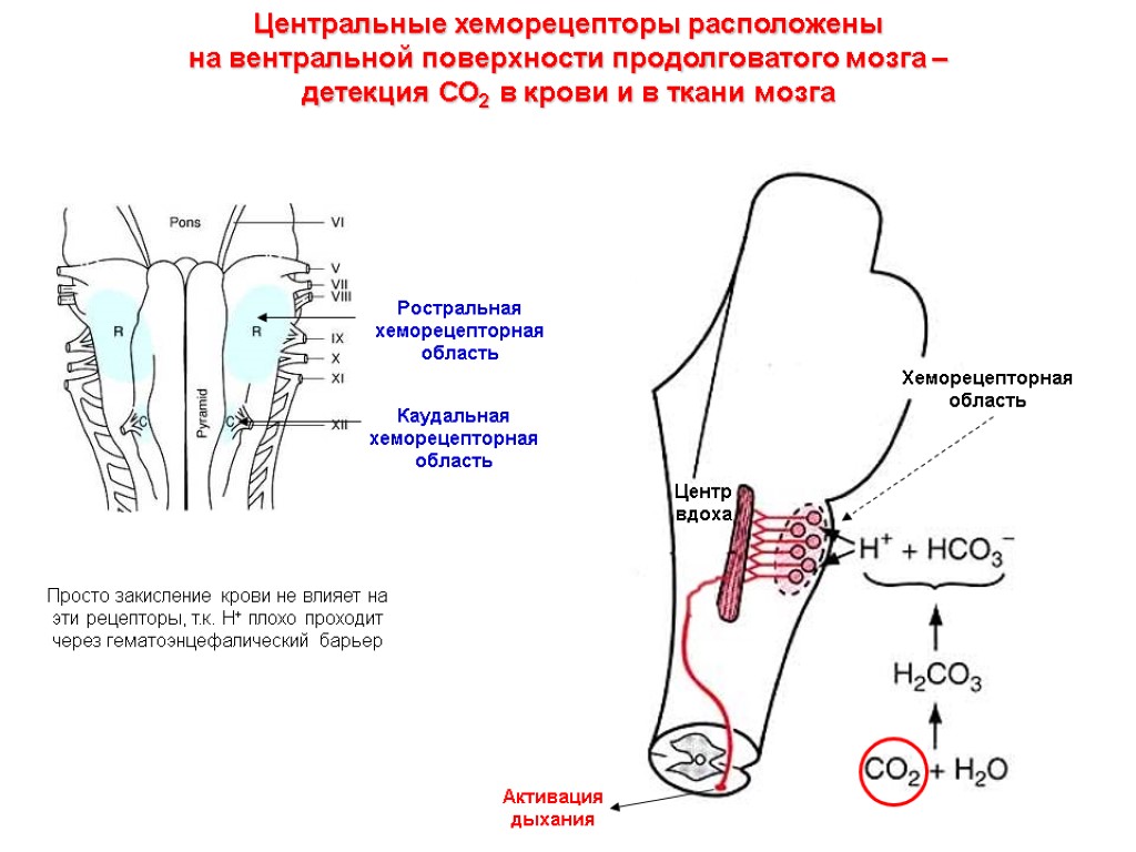 Центральные хеморецепторы расположены на вентральной поверхности продолговатого мозга – детекция СО2 в крови и